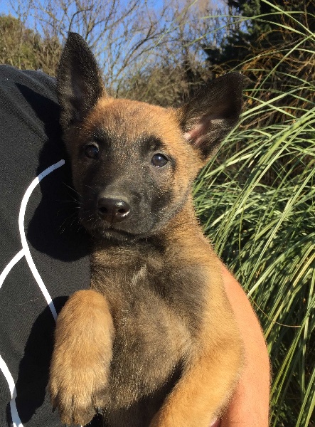 Du Clos De Caan - Berger Belge - Portée née le 24/10/2016